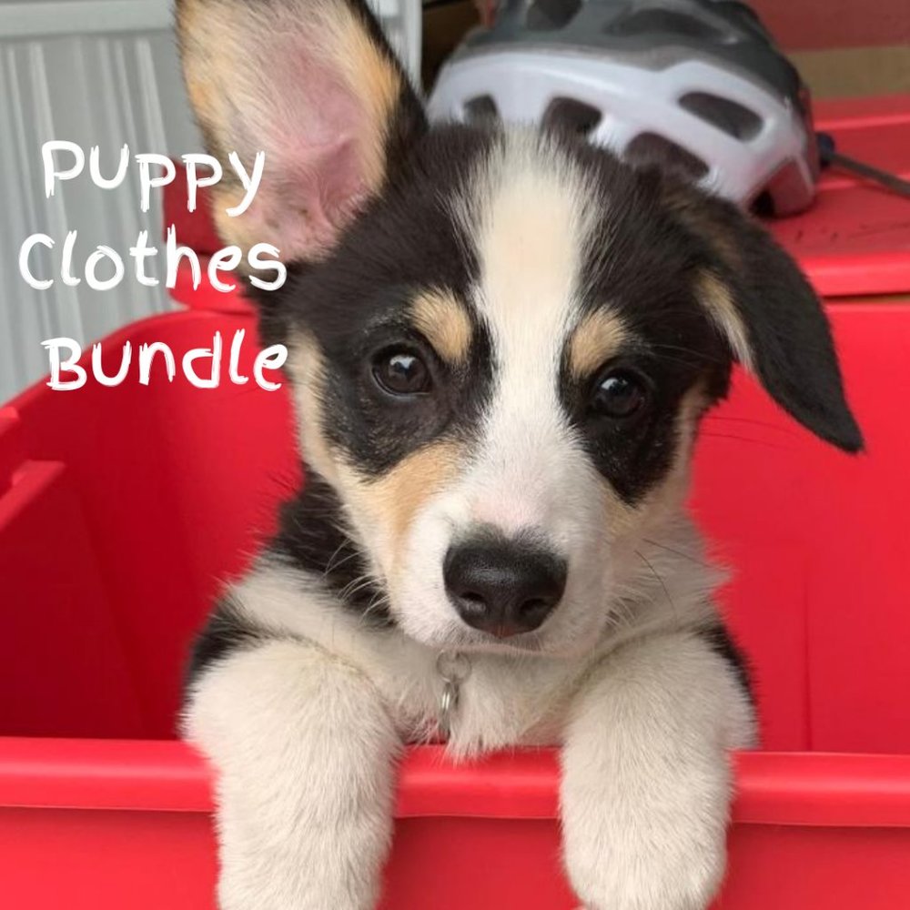 Bundle of Puppy/Dog Clothes
